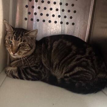 ED -  Domestic Short Hair Cat for Adoption in Starkville, Mississippi - ED | PetCurious