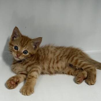 Domestic Short Hair Cats Available for Adoption in Beaumont, Texas - Merlot | PetCurious