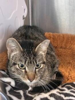 Domestic Short Hair Cats Available for Adoption - Avenue | PetCurious