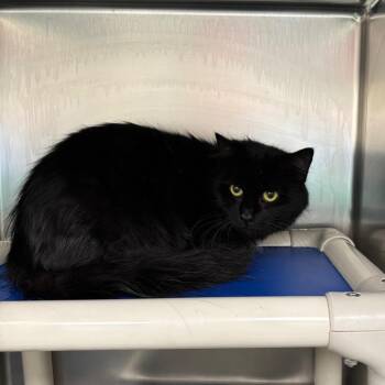 Domestic Long Hair and Domestic Short Hair Cats Available for Adoption in Galax, Virginia - Bailey | PetCurious