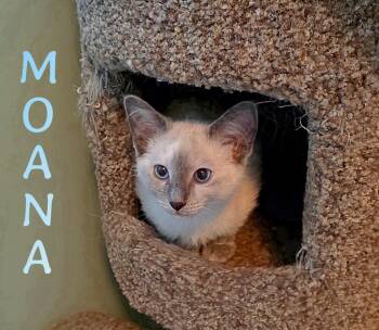 Moana -  Siamese Cat for Adoption in Port Clinton, Ohio - Moana | PetCurious