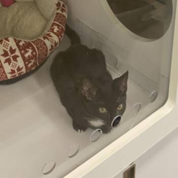 Mary -  Domestic Short Hair Cat for Adoption in Tallahassee, Florida - Mary | PetCurious