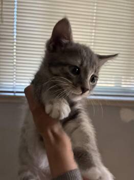 Roxie -  Domestic Long Hair Cat for Adoption in Lancaster, California - Roxie | PetCurious