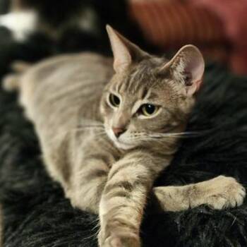 Domestic Short Hair and Tabby Cats Available for Adoption in Liverpool, Texas - Vixen | PetCurious