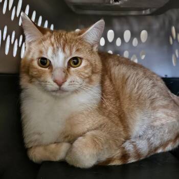 Domestic Short Hair Cats Available for Adoption - Barn Cat- Krabby | PetCurious