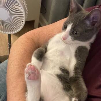 Ozwald -  Domestic Medium Hair Cat for Adoption in New Bern, North Carolina - Ozwald | PetCurious