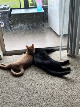 Domestic Short Hair Cats Available for Adoption - Salem & OJ | PetCurious