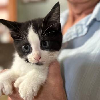 Thumbelina -  Domestic Short Hair Cat for Adoption in Lancaster, Ohio - Thumbelina | PetCurious
