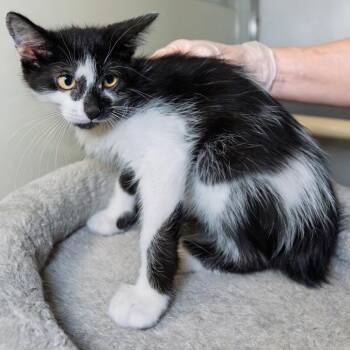 Shallot -  Domestic Short Hair Cat for Adoption in South Elgin, Illinois - Shallot | PetCurious