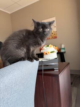 Annie -  Domestic Long Hair Cat for Adoption in Pottsville, Pennsylvania - Annie | PetCurious