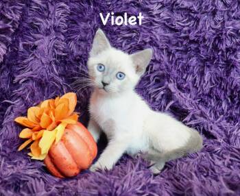 Violet -  Siamese Cat for Adoption in St. Augustine, Florida - Violet | PetCurious