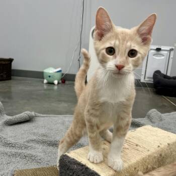 Plato -  Domestic Short Hair Cat for Adoption in Fairmont, West Virginia - Plato | PetCurious