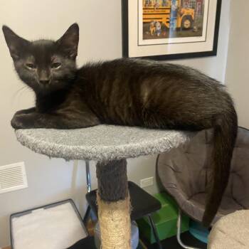 Gia -  Domestic Short Hair Cat for Adoption in Skokie, Illinois - Gia | PetCurious