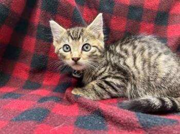 Rescue Domestic Short Hair Cats for Adoption in Gray, Louisiana - Mistletoe | PetCurious