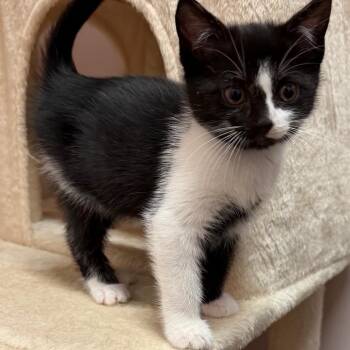 Domestic Short Hair Cats Available for Adoption in Middlebury, Vermont - Salsa | PetCurious