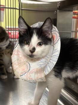 Chickadee -  Domestic Short Hair Cat for Adoption in Vancouver, Washington - Chickadee | PetCurious