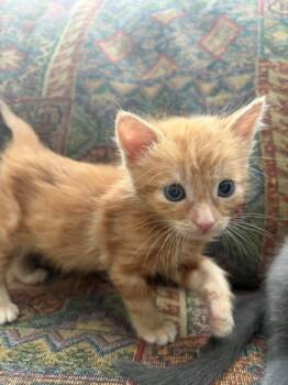 STANLEY -  Domestic Short Hair Cat Available for Adoption in Las Vegas, Nevada - STANLEY | PetCurious
