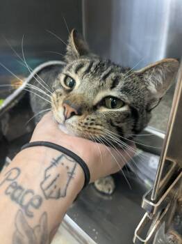 Aladdin -  Domestic Short Hair Cat for Adoption in Lock Haven, Pennsylvania - Aladdin | PetCurious