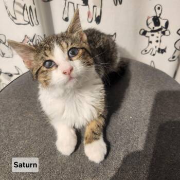 Domestic Medium Hair Cats Available for Adoption in Elyria, Ohio - Saturn | PetCurious