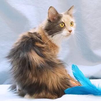 Delilah -  Dilute Calico Cat for Adoption in Maynardville, Tennessee - Delilah | PetCurious