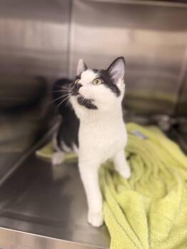 Marbles -  Domestic Short Hair Cat for Adoption in Hilton Head Island, South Carolina - Marbles | PetCurious