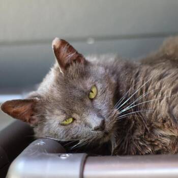 Rescue Domestic Short Hair Cats for Adoption in Cumming, Georgia - Earl | PetCurious