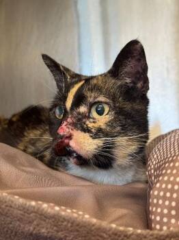 Chloe -  Domestic Short Hair Cat for Adoption in Miami Shores, Florida - Chloe | PetCurious