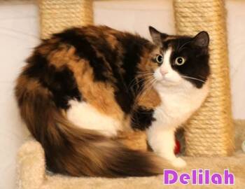 Rescue Calico and Maine Coon Cats for Adoption in Houston, Texas - Delilah | PetCurious