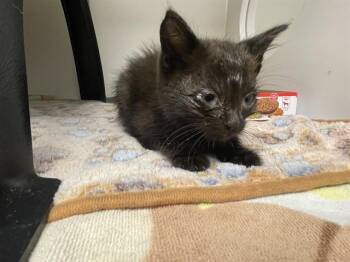 ZOOBLE - NEEDS A FOSTER -  Domestic Medium Hair Cat for Adoption in Ontario, California - ZOOBLE - NEEDS A FOSTER | PetCurious