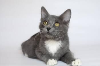 Levi -  Domestic Medium Hair Cat for Adoption in Sedalia, Colorado - Levi | PetCurious