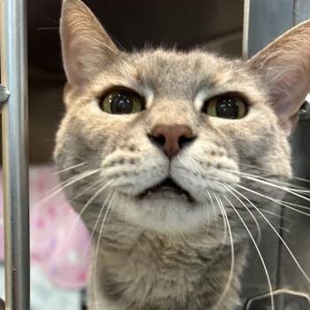 Rescue Domestic Short Hair Cats for Adoption in Charlottesville, Virginia - Gigi | PetCurious