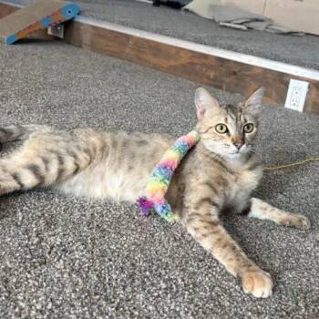 Raya -  Domestic Short Hair and Tabby Cat Available for Adoption in Gilbert, Arizona - Raya | PetCurious