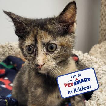 Bruh -  Domestic Short Hair Cat for Adoption in Grayslake, Illinois - Bruh | PetCurious