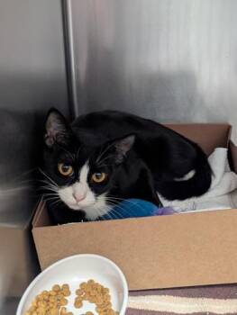 Domestic Short Hair Cats Available for Adoption in West Chester, Pennsylvania - Caia | PetCurious