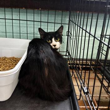 Gamora -  Domestic Short Hair Cat for Adoption in Gadsden, Alabama - Gamora | PetCurious