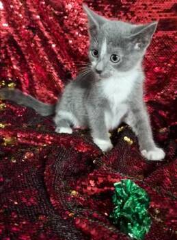 Okra -  Domestic Short Hair Cat Available for Adoption in Conway, South Carolina - Okra | PetCurious