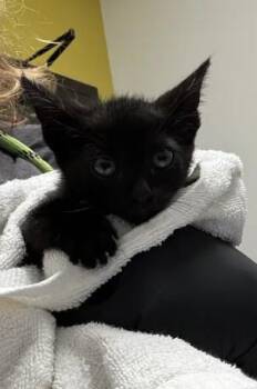 Buttercup -  Domestic Short Hair Cat for Adoption in Atlanta, Georgia - Buttercup | PetCurious