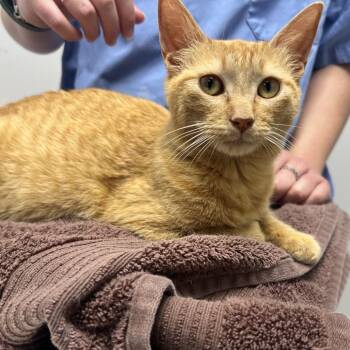 Scarlet -  Domestic Short Hair Cat for Adoption in Oneonta, New York - Scarlet | PetCurious