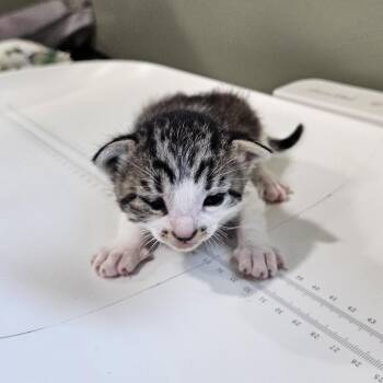 Da Doo Ron  Ron -  Domestic Short Hair Cat for Adoption in Livingston, Texas - Da Doo Ron  Ron | PetCurious