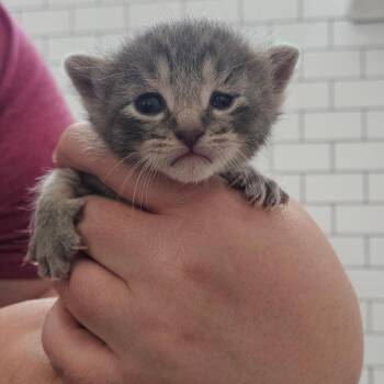 Silver Argo -  Domestic Short Hair Cat for Adoption in Eagle Mountain, Utah - Silver Argo | PetCurious