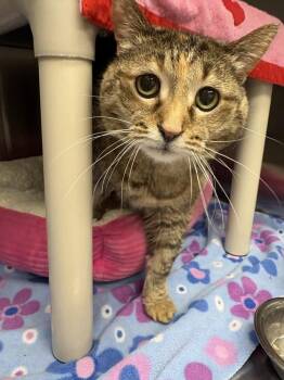 Lumen -  Domestic Short Hair Cat for Adoption in Bowling Green, Ohio - Lumen | PetCurious
