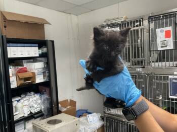 Rescue Domestic Short Hair Cats for Adoption in San Bernardino, California - JUNJI | PetCurious