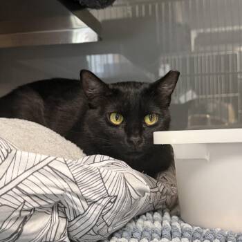 Siren -  Domestic Short Hair Cat for Adoption in Kansas City, Kansas - Siren | PetCurious