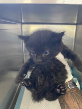 Rambo -  Domestic Short Hair Cat for Adoption in Victorville, California - Rambo | PetCurious