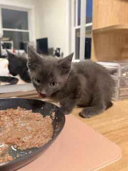 Domestic Short Hair Cats Available for Adoption in Wyoming, Michigan - Waltz | PetCurious