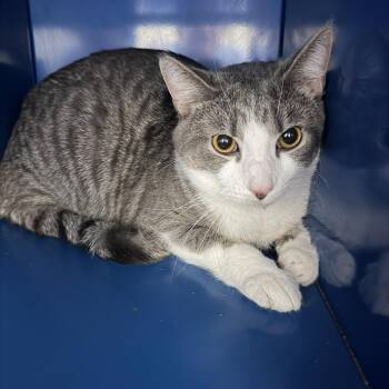 Domestic Short Hair Cats Available for Adoption - Puddles | PetCurious