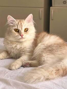 Mesha -  Persian Cat for Adoption in Mississauga, Ontario - Mesha | PetCurious