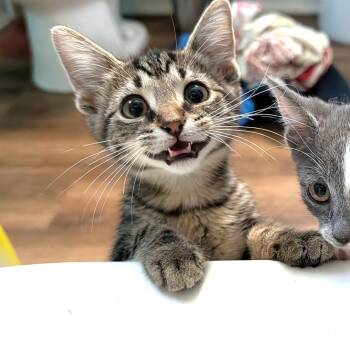 The Night Circus -  Domestic Short Hair Cat for Adoption in Hudsonville, Michigan - The Night Circus | PetCurious