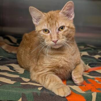 Aiken Houston -  Domestic Short Hair Cat for Adoption in Denver, Colorado - Aiken Houston | PetCurious
