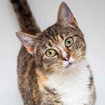Domestic Short Hair Cats Available for Adoption - Miss Frizzle | PetCurious